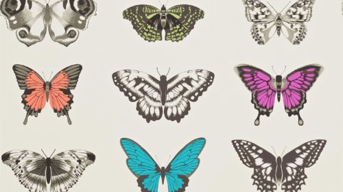 Papilio  111079